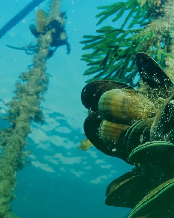 Hakalife integration background