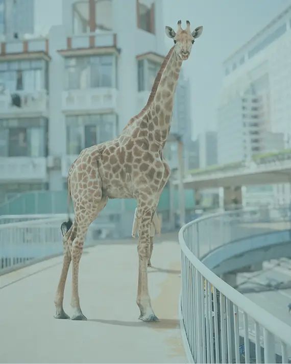 PHLearn integration background