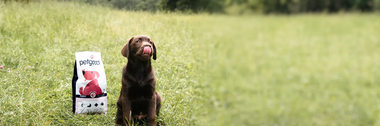 A cute chocolate labrador puppy licks it's lips sitting next to a bag of Petgood's dry puppy food, situated in a beautiful green field.
