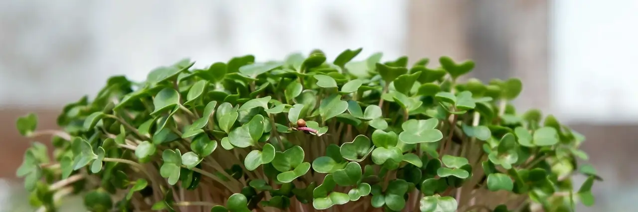 SkySprouts Organics 🇬🇧 testimonial background